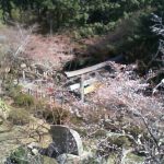 金刀比羅宮の桜の名所「桜馬場(さくらのばば)」ライブカメラ