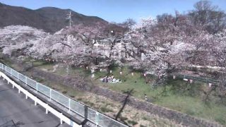 新田公園の桜並木ライブカメラと雨雲レーダー/長野県上田市