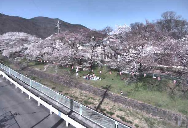 新田公園の桜並木ライブカメラ/長野県上田市