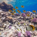 水中できれいな魚に囲まれる紅海の360度パノラマカメラ