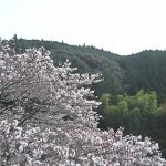 水上村役場の桜ライブカメラ