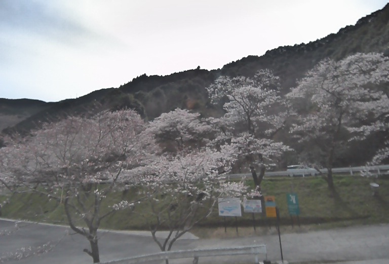 汗の原親水公園の桜ライブカメラ/熊本県水上村