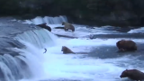 カトマイ国立公園のクマの鮭狩りが見れるライブカメラ/アメリカ　アラスカ州