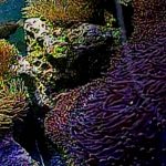 サンシャイン水族館のクマノミ水槽ライブカメラ(USTREAM)