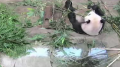 上野動物園パンダ(シャンシャンとシンシン)ライブカメラと雨雲レーダー/東京都台東区