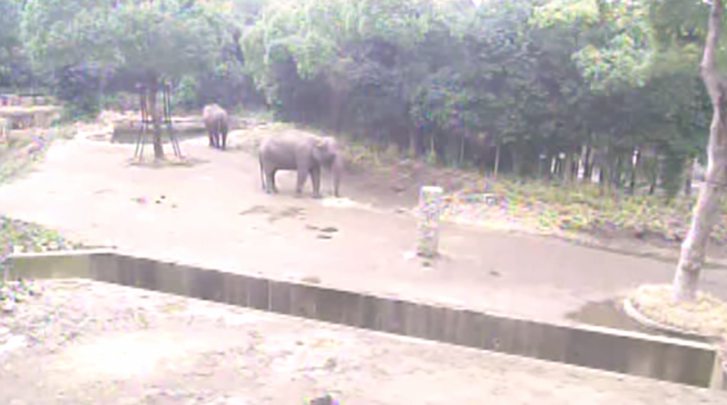 “よこはま動物園ズーラシア”の動物ライブカメラ/神奈川県横浜市
