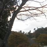 徳島県立神山森林公園イルローザの森ライブカメラ