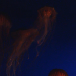 アカクラゲ(Japanese Sea Nettles)ライブカメラ