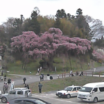 紅枝垂地蔵桜ライブカメラ