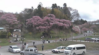 紅枝垂地蔵桜ライブカメラと雨雲レーダー/福島県郡山市