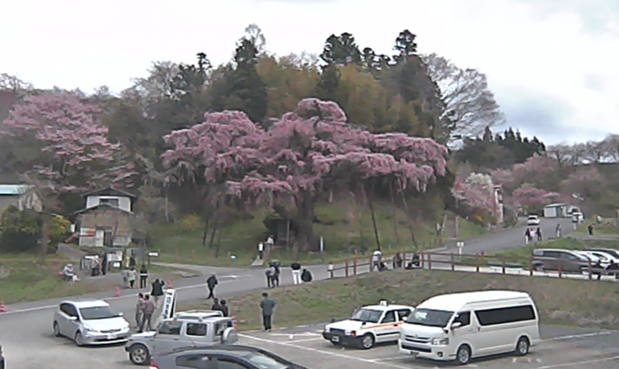 紅枝垂地蔵桜ライブカメラ/福島県郡山市