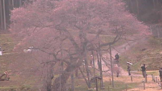 黒部のエドヒガン桜ライブカメラと雨雲レーダー/長野県高山村