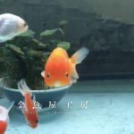 金魚屋工房ライブカメラ