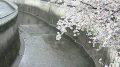石神井川 ライブカメラ(栗原橋)と雨雲レーダー/東京都板橋区