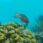 ケイマン諸島のサンゴ礁ライブカメラ