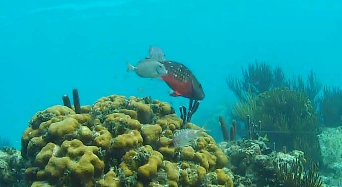 ケイマン諸島のサンゴ礁ライブカメラ/イギリス