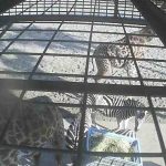 フェニックス自然動物園のアフリカ園餌場ライブカメラ