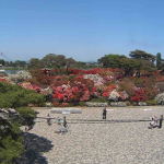 つつじが岡公園ライブカメラ