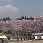 赤城南面千本桜ライブカメラ