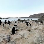 露岩地帯・ラングホブデのアデリーペンギンのルッカリー(集団繁殖地)360度パノラマカメラ