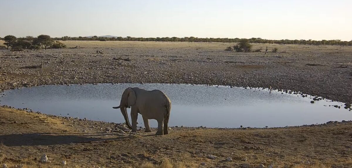 エトーシャ国立公園 ライブカメラ/ナミビア