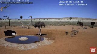 ナミブ砂漠 ライブカメラ/ナミビア