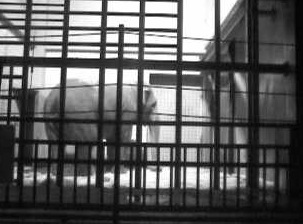 茶臼山動物園　ゾウがみれるライブカメラ/長野県長野市