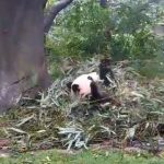 成都パンダ繁育研究基地ライブカメラ