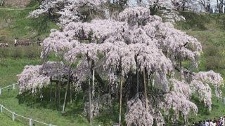 三春滝桜ライブカメラと雨雲レーダー/福島県三春町