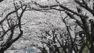 停止中：伊豆高原桜ライブカメラと雨雲レーダー/静岡県伊東市