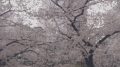 停止中：中目黒・目黒川の桜並木ライブカメラ②と雨雲レーダー/東京都目黒区