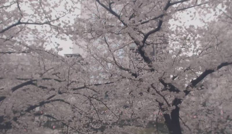 停止中：中目黒・目黒川の桜並木ライブカメラ②/東京都目黒区