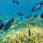 ヌメア イロカナールのサンゴ礁360度パノラマカメラ