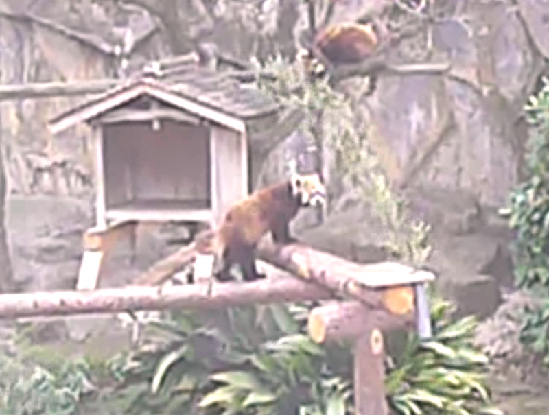 野毛山動物園のレッサーパンダライブカメラ/神奈川県横浜市