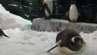 サンディエゴ シー・ワールドのペンギンライブカメラ/アメリカ