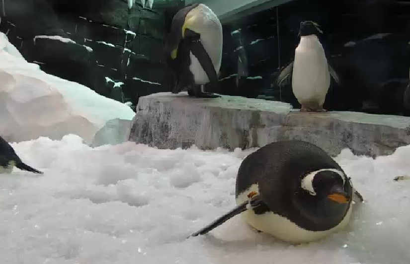サンディエゴ シー・ワールドのペンギンライブカメラ/アメリカ