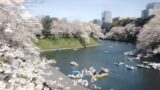 千鳥ヶ淵の桜ライブカメラと雨雲レーダー/東京都千代田区