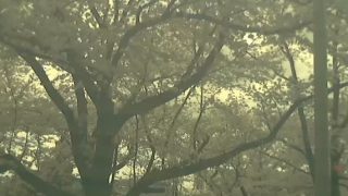 五条川の桜開花ライブカメラと雨雲レーダー/愛知県大口町