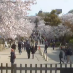 姫路城大入実況ライブカメラ