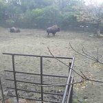 フェニックス自然動物園のバイソンライブカメラ