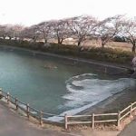 白鳥の館ライブカメラ