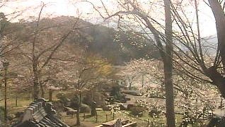 臥竜公園の桜ライブカメラと雨雲レーダー/長野県須坂市