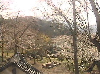 臥竜公園の桜ライブカメラ/長野県須坂市