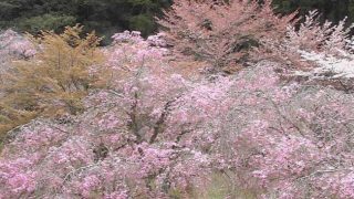 あきつの小野公園の桜ライブカメラと雨雲レーダー/奈良県川上村