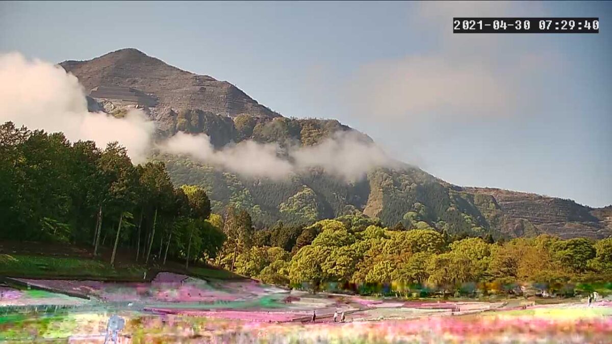 秩父羊山公園 芝桜の丘・武甲山 ライブカメラ/埼玉県秩父市