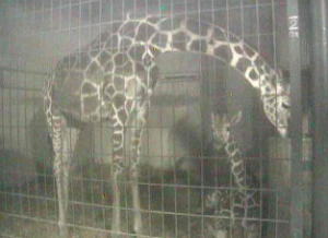 茶臼山動物園　キリンがみれるライブカメラ/長野県長野市