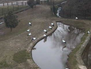 兵庫県立コウノトリの郷公園ライブカメラ/兵庫県豊岡市