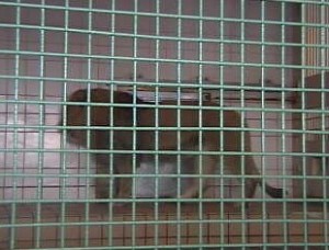 茶臼山動物園　ライオン・トラがみれるライブカメラ/長野県長野市