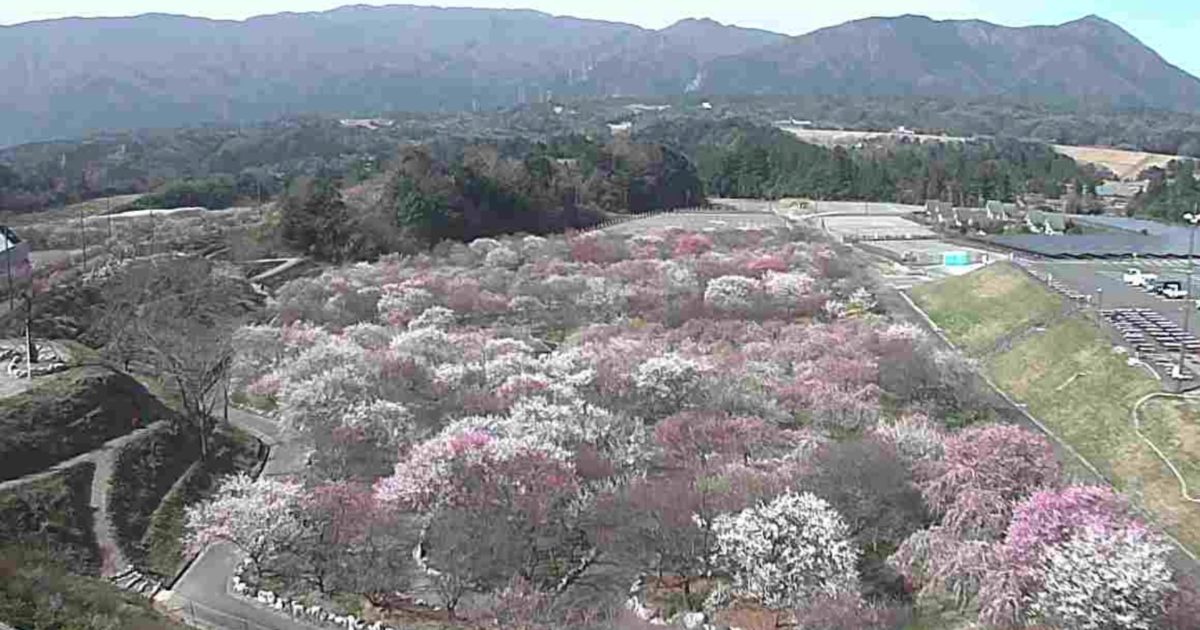 いなべ市農業公園梅まつり・藤原パークゴルフ場 ライブカメラ/三重県いなべ市