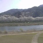 旭川・桜並木ライブカメラ(割烹旅館 おかもと)